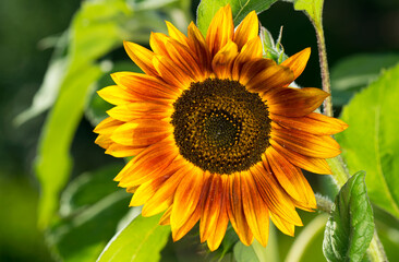 Ripe sunflower in brown color.