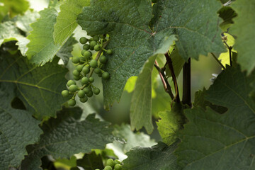 Weinblatt an einem Rebstock