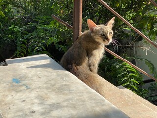 grey cat with green eyes on green background