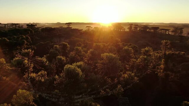 Aerial view at dawn of the jungle with araucaria from Argentina and Brazil, with large trees that contrast with the sky