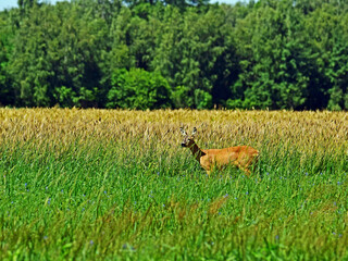 Dzika natura-sarna © Edward
