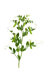 green peas isolated