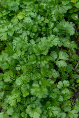 coriander growing in a herb garden 