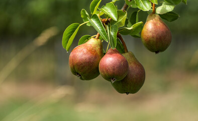 Birnenbaum mit Birnen