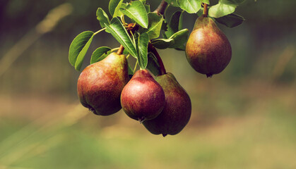 Birnenbaum mit Birnen