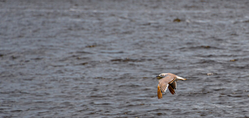 Seagull Soaring At Caloosahatchee River In Fort Myers