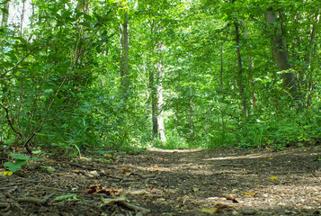 Lonely forest path between green bushes