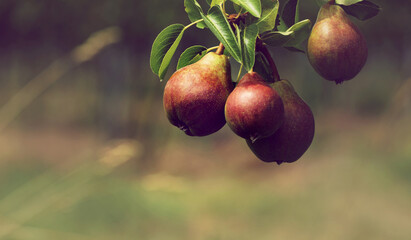 Birnenbaum mit Birnen