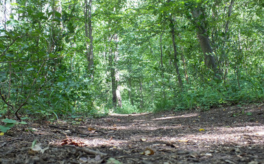 Lonely forest path between green bushes