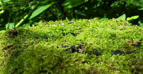 Bright green moss bed on tree stump in the forest