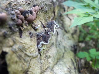 Tree mushrooms on dead fallen tree trunk in the forest