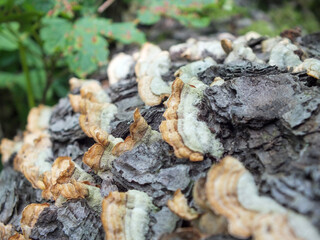 Tree mushrooms on dead fallen tree trunk in the forest