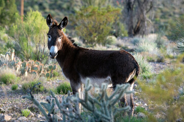 Wild burro stands in desert habitat. This feral donkey lives in Arizona