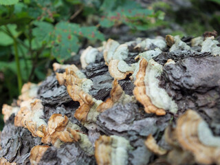 Tree mushrooms on dead fallen tree trunk in the forest