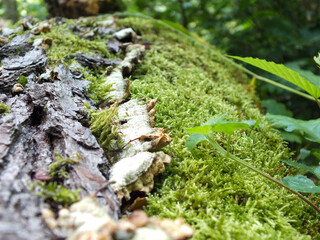 Bright green moss bed on tree stump in the forest