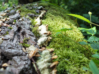 Bright green moss bed on tree stump in the forest