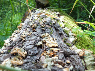 Bright green moss bed on tree stump in the forest