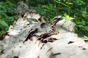 Decorative tree bark patterns in the green forest