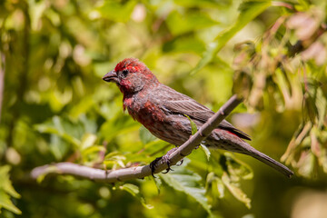 Red House Finch, Adult Male