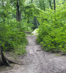 Lonely forest path between green bushes