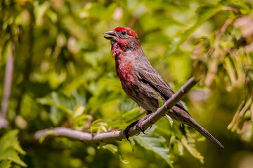 Red House Finch, Adult Male