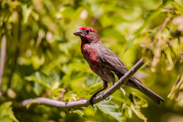 Red House Finch, Adult Male