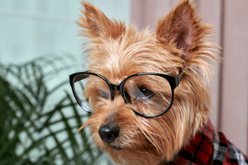 Beautiful cute dog in big glasses for eyesight. Concept of a successful person.
