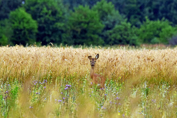 Dzika natura-sarna © Edward