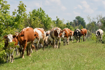 Fototapeta na wymiar Herd of sheep and cows