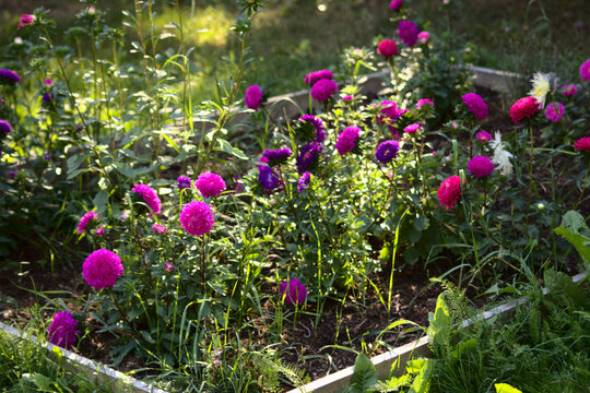 ogr&oacute;d kwiatowy astry