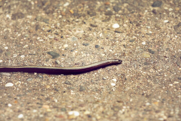 Tote Blindschleiche auf einer Straße