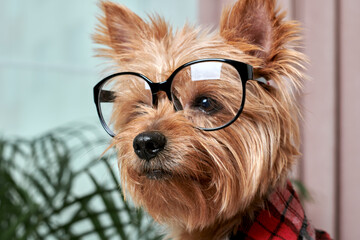 Close-up of the dog's face in large glasses for vision. The dog looks away.