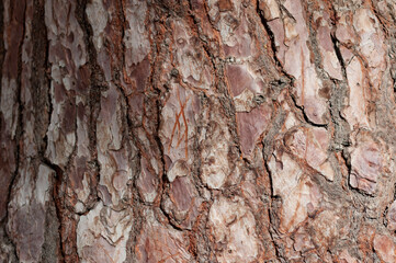 arbol