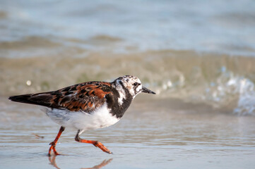 rudy turnstone