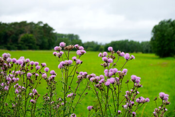 Fototapeta premium Blühende Distel (Ackerkatzdistel) vor einer Landschaft aus Wiesen und Wäldern im Naturschutzgebiet Rietberger Emsniederung 