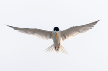 Tern
