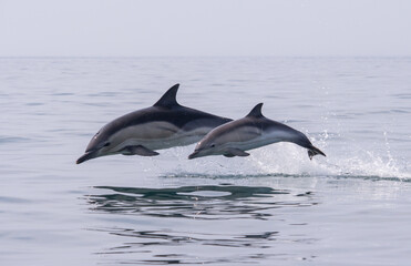 Common Dolphin