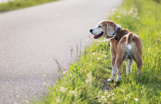Walking beagle dog portrait image. He standing on the green grass near the asphalt running track and looking around. Funny domestic pets concept photo.