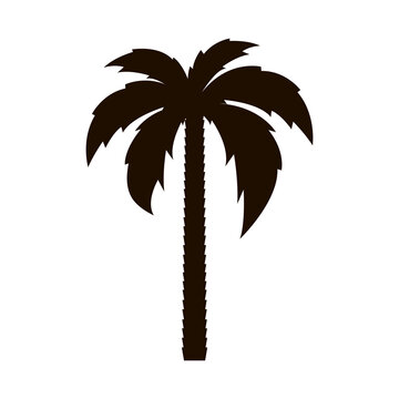 Palm tree icon. Tropical tree. Palm tree silhouette icon Flat style. Vector illustration