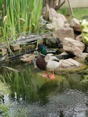 Ente