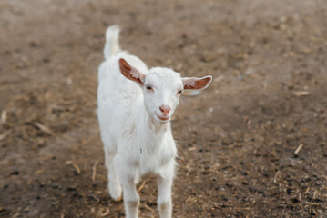 Obraz premium Grazing a herd of goats and sheep in the open air on the ranch. Cattle grazing, animal husbandry. The breeding of cattle
