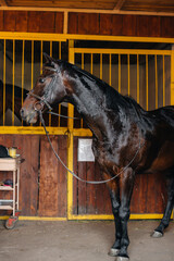 Thoroughbred stallion close-up in the stable at the ranch. Animal husbandry and breeding of...