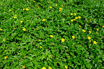 yellow flowers on green grass