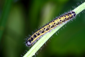 Cabbage white caterpillar butterfly larve pieris brassicae