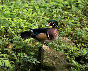 Wood duck Stock Photos.  Wood duck foliage background. Image. Portrait. Picture. Close-up profile view of bird.
