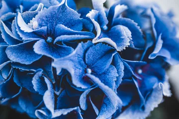 Foto op Aluminium Bloeiende blauwe hortensia close-up. Eeconnectie met de natuur. Cottagecore-esthetiek. Plant foto © _nastassia