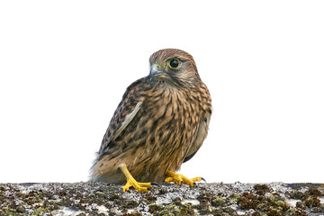 Common kestrel (Falco tinnunculus) juvenile
