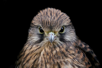 Common kestrel (Falco tinnunculus) juvenile