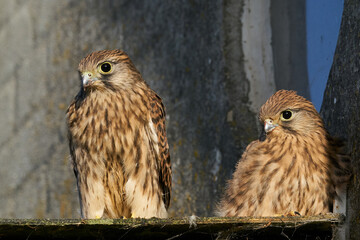 Common kestrel (Falco tinnunculus) juvenile