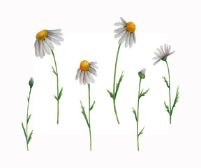 Camomile flowers in watercolor